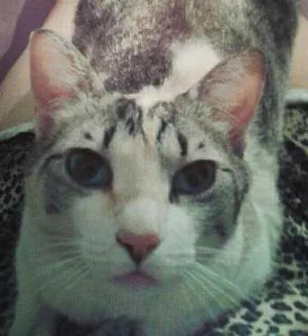 Gato ra a Nenhuma idade 2 anos nome Rebeca e Dark