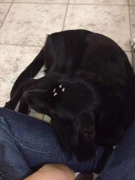 Cachorro ra a SRD idade 7 a 11 meses nome Preta