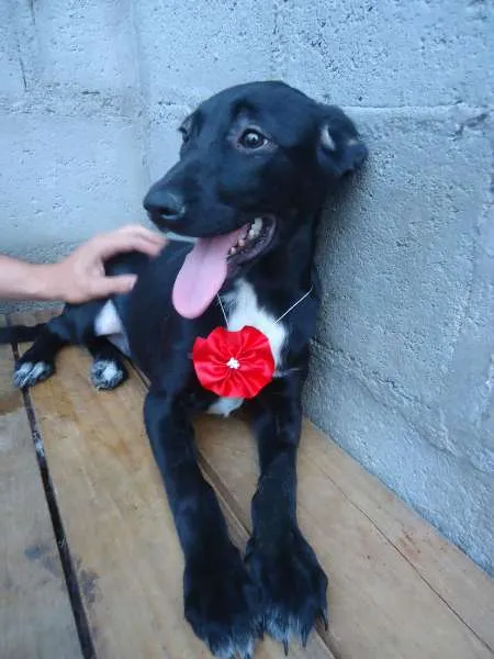 Cachorro ra a SRD idade 2 a 6 meses nome Olga
