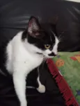 Nina