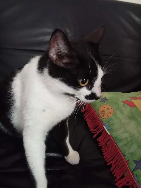 Gato ra a  idade 3 anos nome Nina