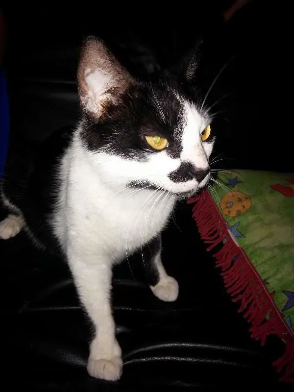Gato ra a  idade 3 anos nome Nina