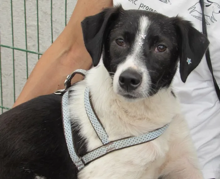 Cachorro ra a SRD idade 1 ano nome LUNA
