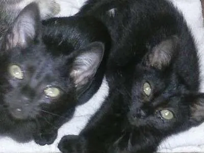 Gato ra a SRD idade 2 a 6 meses nome GATINHOS