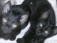 GATINHOS