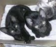 GATINHOS
