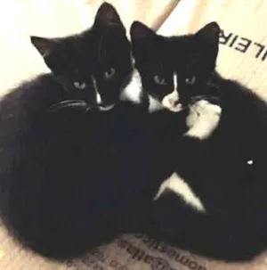 Gato raça  idade 2 a 6 meses nome Brig e Prety