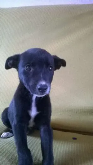 Cachorro raça raça indefinida idade 2 a 6 meses nome sem nome