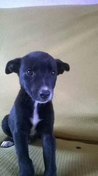 Cachorro ra a raça indefinida idade 2 a 6 meses nome sem nome