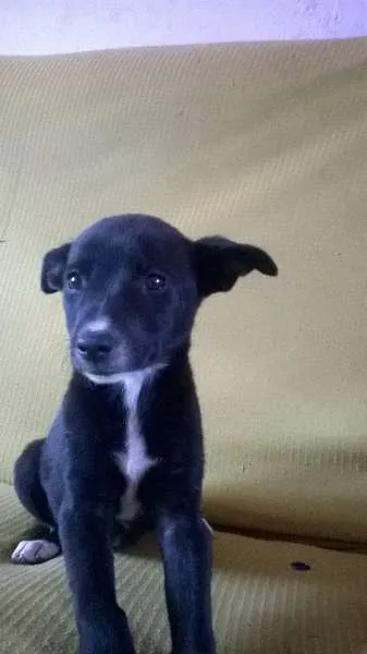 Cachorro ra a raça indefinida idade 2 a 6 meses nome sem nome