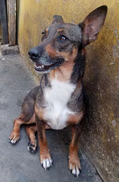 Cachorro ra a SRD idade 5 anos nome Pequena