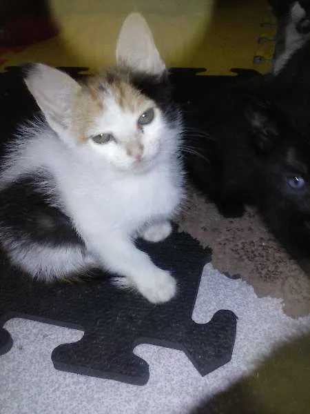 Gato ra a SRD idade 2 a 6 meses nome GATINHOS