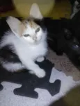 GATINHOS
