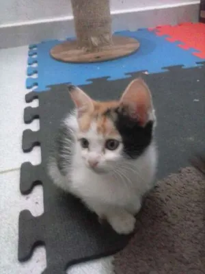 Gato raça SRD idade 2 a 6 meses nome GATINHOS