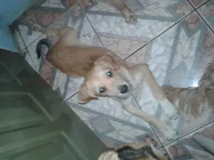 Cachorro raça SRD idade 2 a 6 meses nome Branquinho