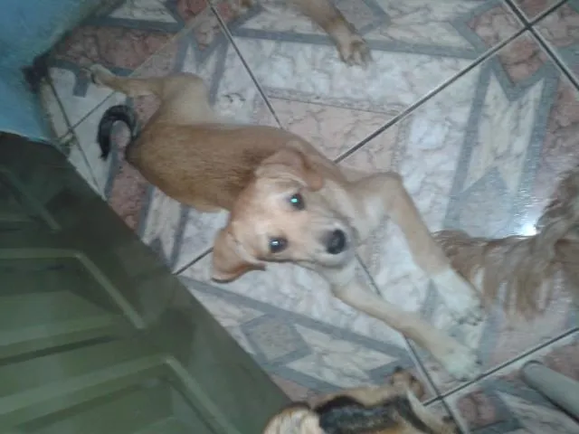 Cachorro ra a SRD idade 2 a 6 meses nome Branquinho