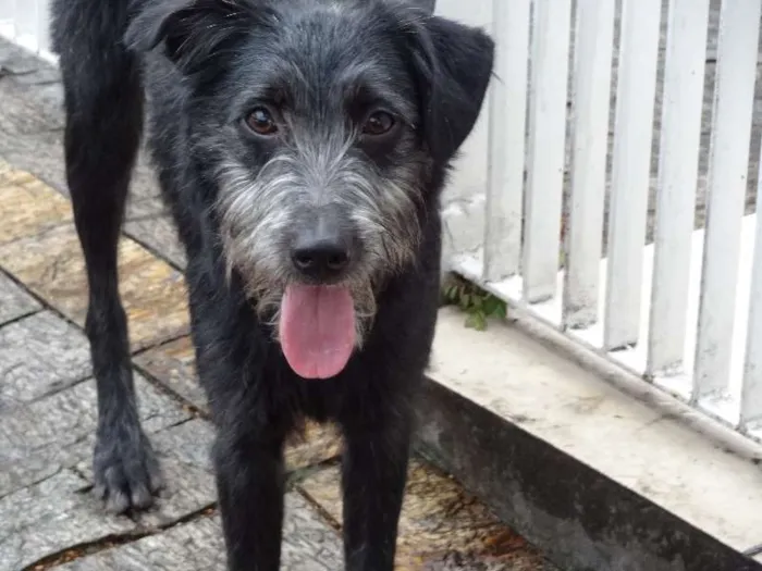Cachorro ra a SRD idade 7 a 11 meses nome Dadinho