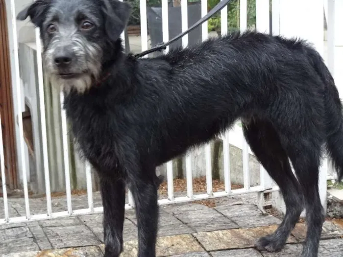 Cachorro ra a SRD idade 7 a 11 meses nome Dadinho