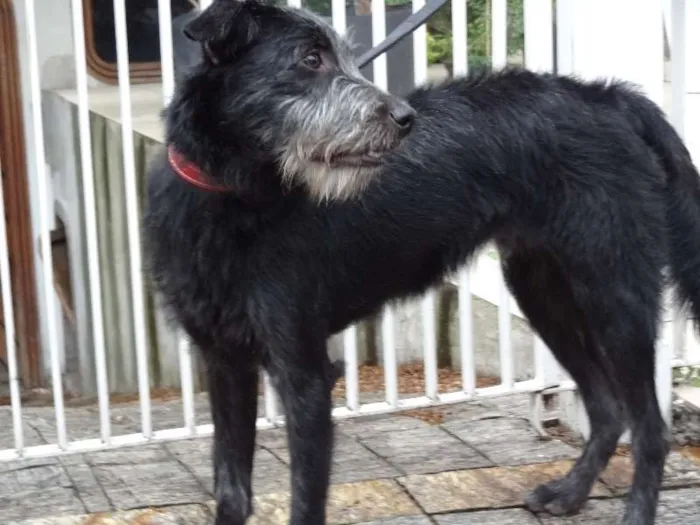 Cachorro ra a SRD idade 7 a 11 meses nome Dadinho