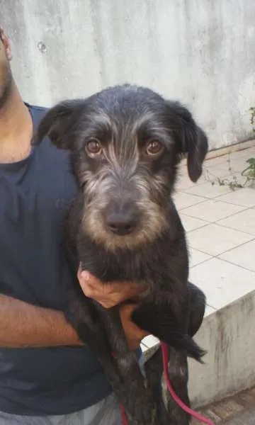 Cachorro ra a SRD idade 7 a 11 meses nome Dadinho