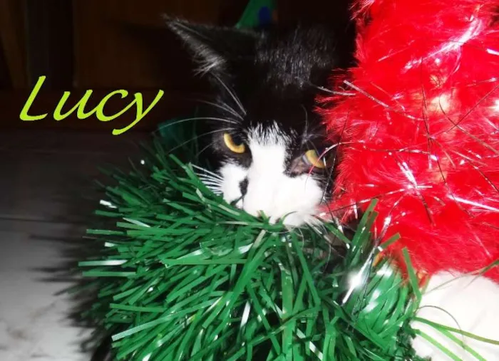 Gato raça Vira lata gatosa idade 2 a 6 meses nome Lucy