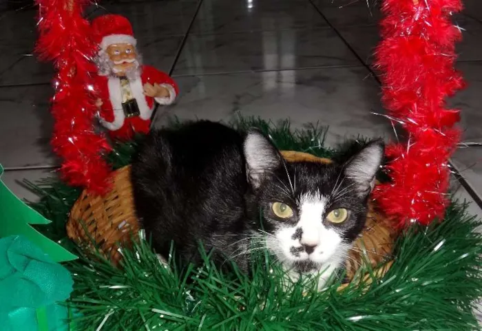 Gato raça Vira lata gatosa idade 2 a 6 meses nome Lucy