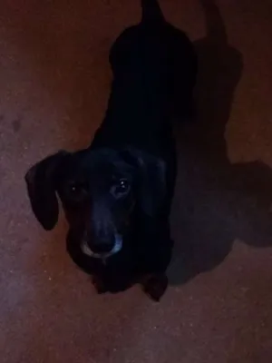 Cachorro raça Basset-Cofap idade 6 ou mais anos nome Negão 