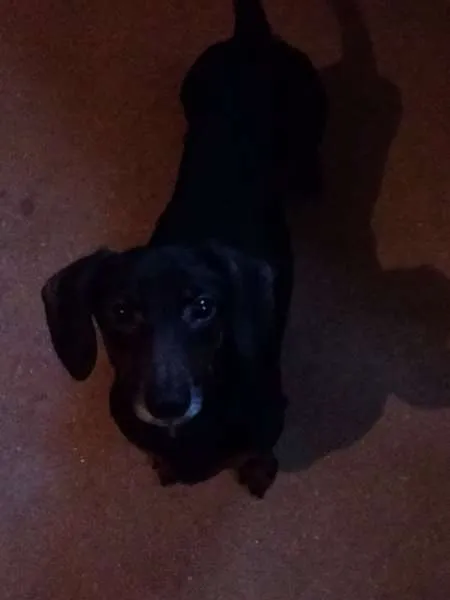 Cachorro ra a Basset-Cofap idade 6 ou mais anos nome Negão 