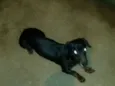 Negão 