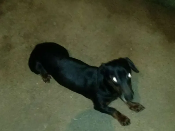 Cachorro ra a Basset-Cofap idade 6 ou mais anos nome Negão 
