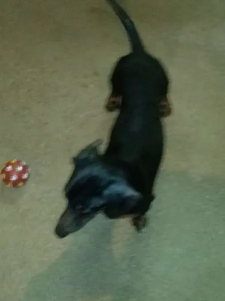 Cachorro ra a Basset-Cofap idade 6 ou mais anos nome Negão 
