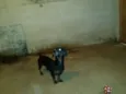 Negão 