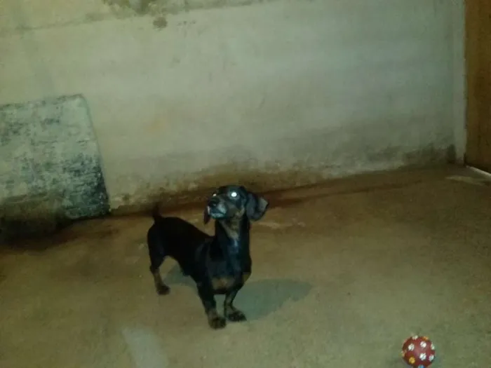 Cachorro ra a Basset-Cofap idade 6 ou mais anos nome Negão 