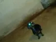 Negão 