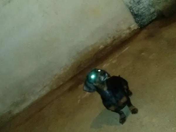 Cachorro ra a Basset-Cofap idade 6 ou mais anos nome Negão 