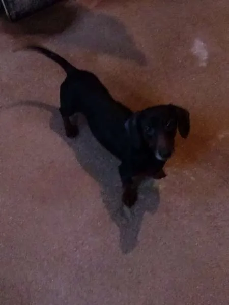 Cachorro ra a Basset-Cofap idade 6 ou mais anos nome Negão 