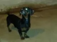 Negão 