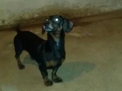 Cachorro ra a Basset-Cofap idade 6 ou mais anos nome Negão 