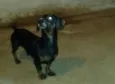 Negão 