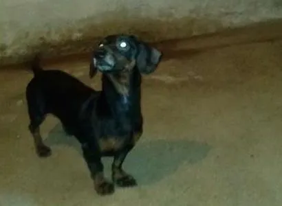 Cachorro ra a Basset-Cofap idade 6 ou mais anos nome Negão 