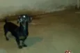 Negão 