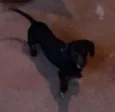 Negão 