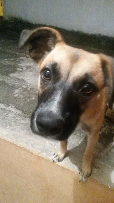 Cachorro ra a  idade 2 a 6 meses nome sem nome 