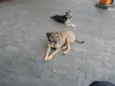 Bisteka e Hiena