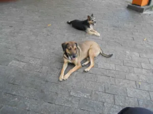 Cachorro raça SRD idade 1 ano nome Bisteka e Hiena