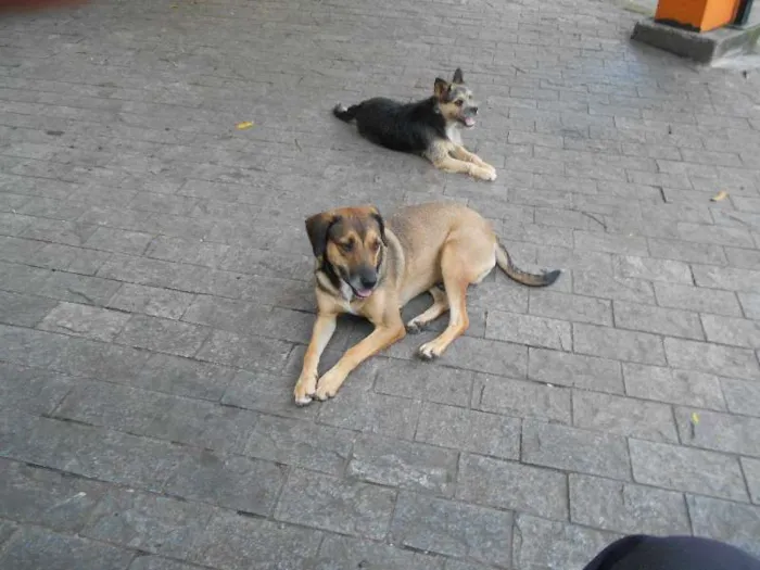 Cachorro ra a SRD idade 1 ano nome Bisteka e Hiena