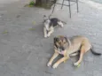 Bisteka e Hiena