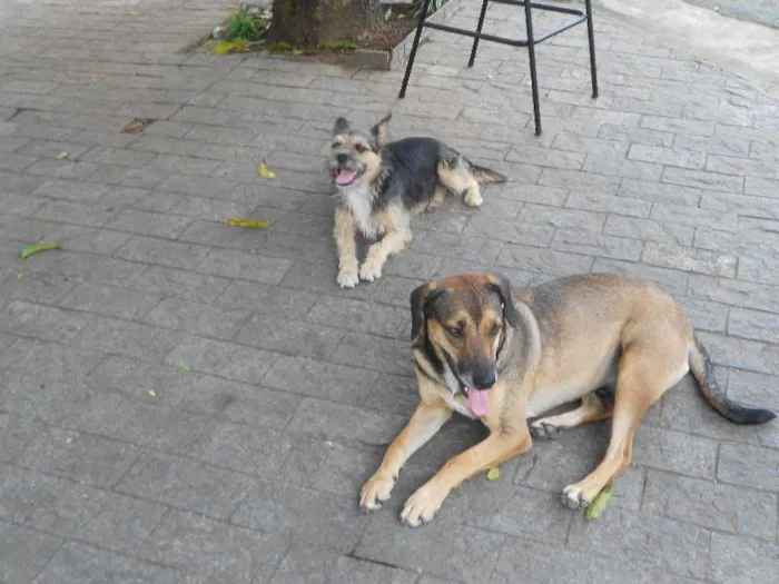 Cachorro ra a SRD idade 1 ano nome Bisteka e Hiena
