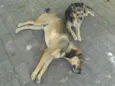 Bisteka e Hiena