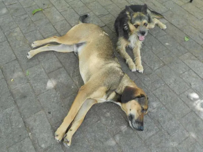 Cachorro ra a SRD idade 1 ano nome Bisteka e Hiena